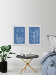 Seaweed Cyanotype II Diptych