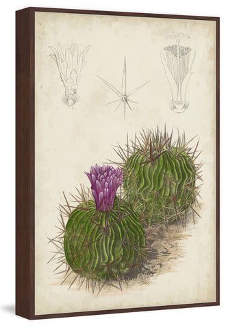 Antique Cactus II