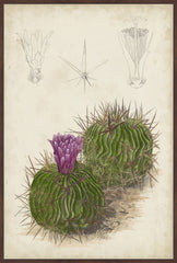 Antique Cactus II