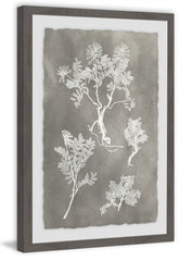 Herbarium Study III