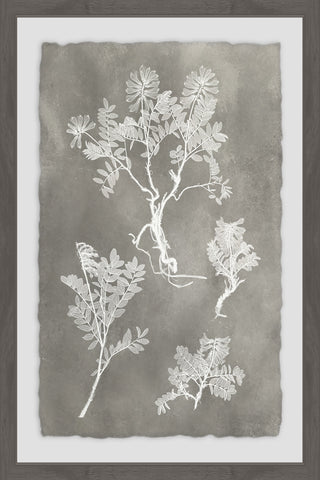 Herbarium Study III