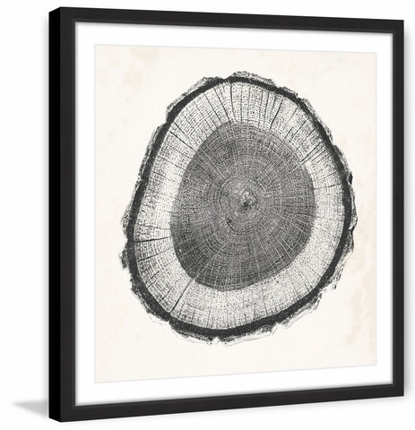 Tree Ring II