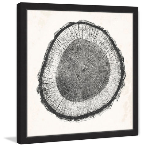Tree Ring II