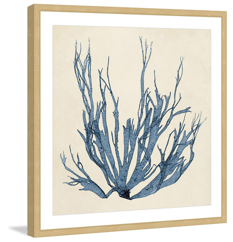 Coastal Seaweed I