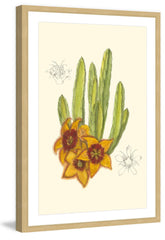 Flowering Cactus III