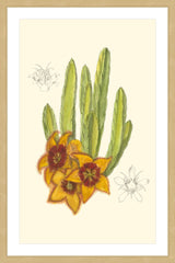 Flowering Cactus III