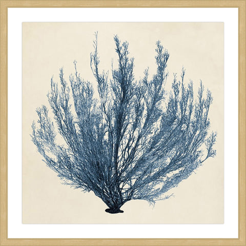 Coastal Seaweed III