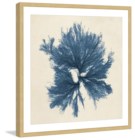 Coastal Seaweed V