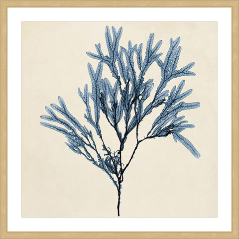 Coastal Seaweed VIII