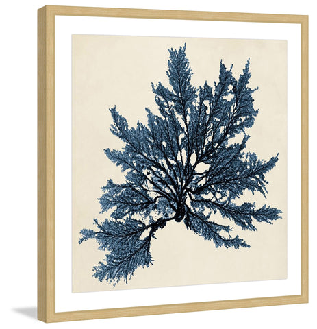 Coastal Seaweed IX