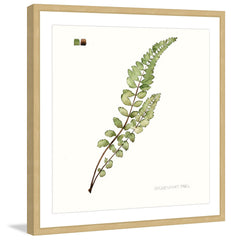 Leaf Study I