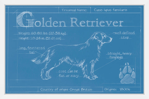 Blueprint Golden Retriever