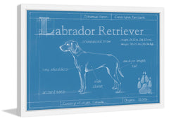 Blueprint Labrador Retriever