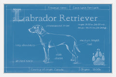 Blueprint Labrador Retriever