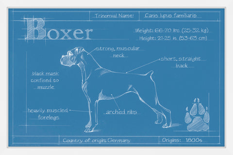 Blueprint Boxer