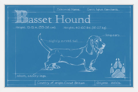 Basset Hound