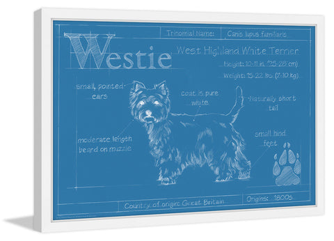 Westie