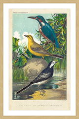 Kingfisher & Wagtail
