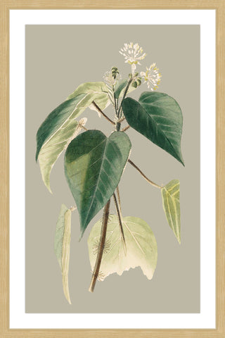 Botanical Cabinet II