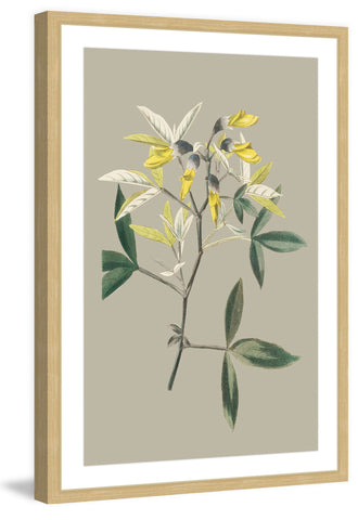 Botanical Cabinet  VI
