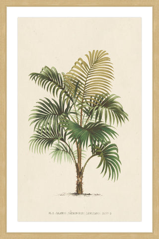 Les Palmiers IV