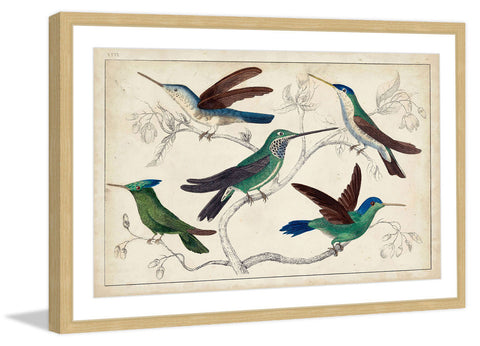 Hummingbirds