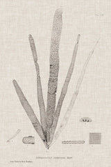 Linen Seaweed II