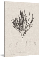 Linen Seaweed IV