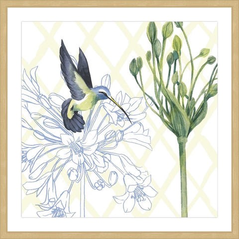 Hummingbird Dance III