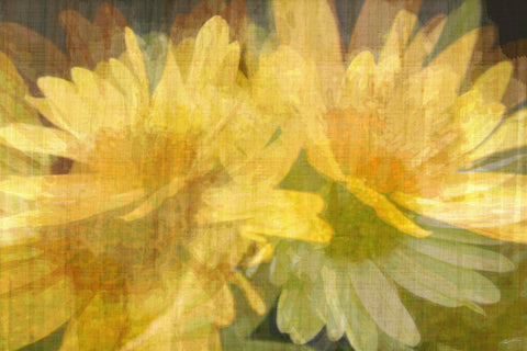 Daisy Daisy I