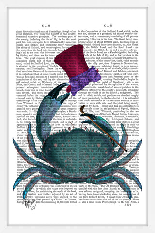 The Dandy Crab