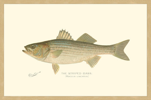 Bass