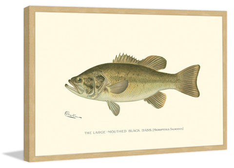 Large Black Bass