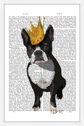 Boston Terrier Crown