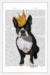 Boston Terrier Crown