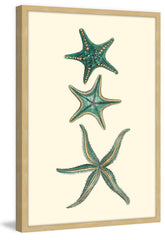 Aqua Starfish