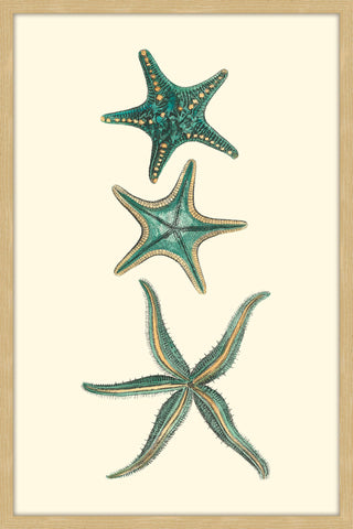 Aqua Starfish