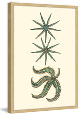 Green Starfish
