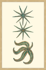 Green Starfish