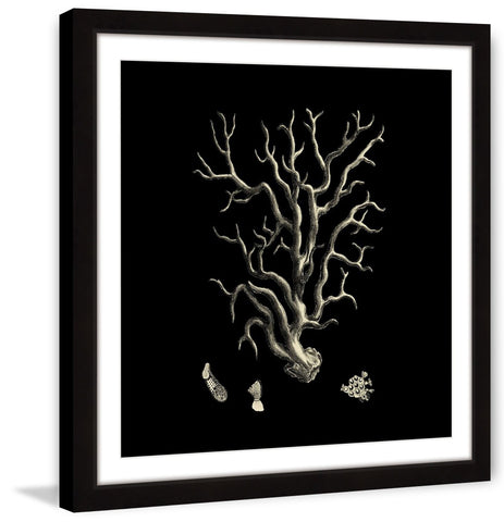 Black & Tan Coral I