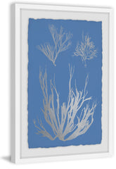 Seaweed Cyanotype V