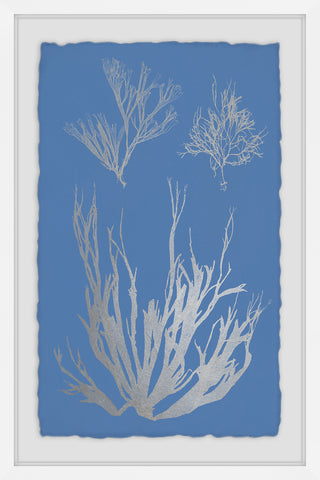 Seaweed Cyanotype V