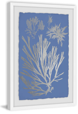 Seaweed Cyanotype VI