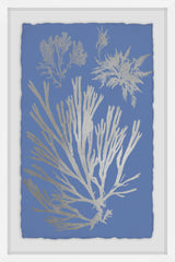 Seaweed Cyanotype VI