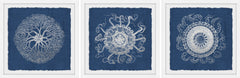 Sea Anemone on Indigo Triptych