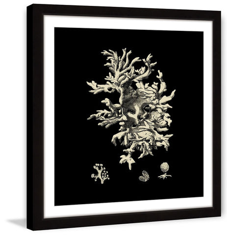 Black & Tan Coral III