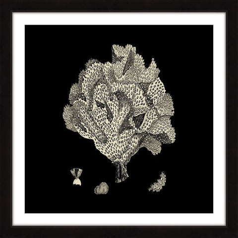 Black & Tan Coral IV