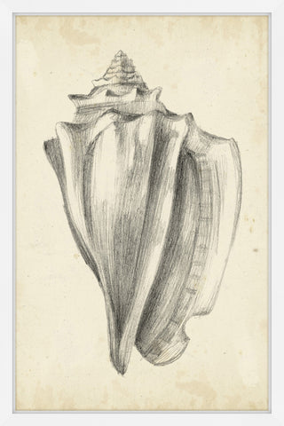 Antique Shell Study IV