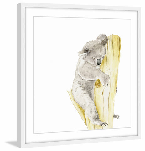 Baby Koala I