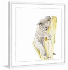 Baby Koala I